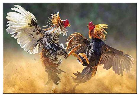 SABONG / COCKFIGHTING 101 / Philippines for the .